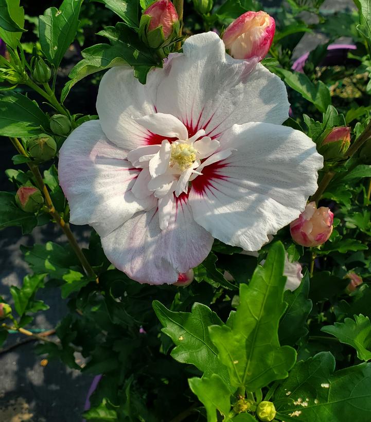 Hibiscus syriacus Fiji™; (Fiji Rose of Sharon)